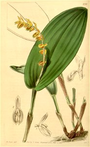 Pleurothallis bicarinata