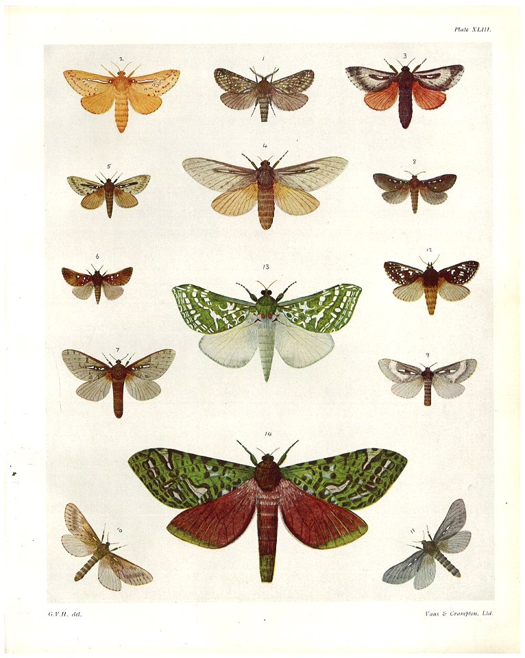 Plate XLIII The butterflies & moths of New Zealand