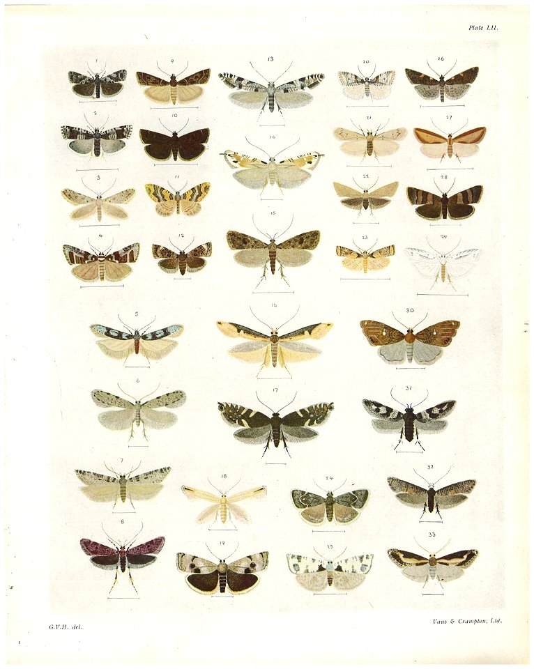 Plate LII The butterflies & moths of New Zealand