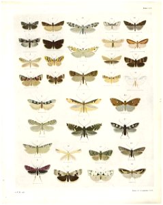 Plate LII The butterflies & moths of New Zealand