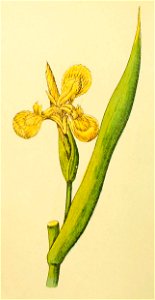 Plantenschat1898 62 26 Lischbloem.—Iris pseudacorus