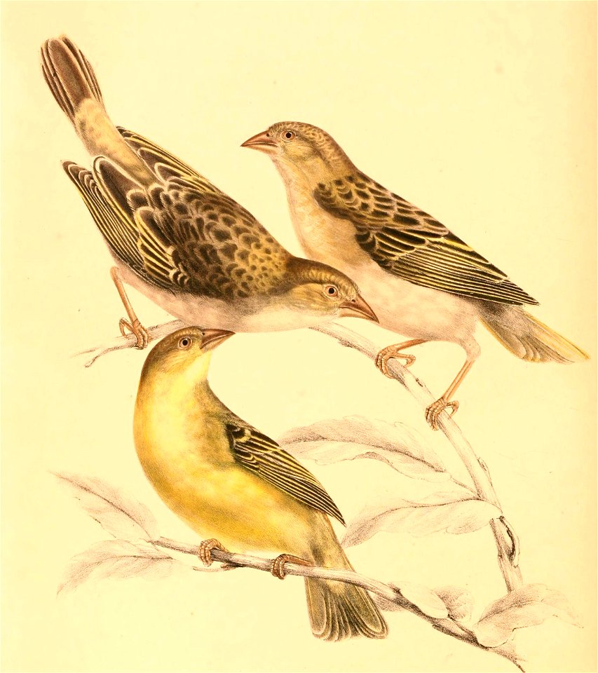 Ploceus velatus 1838