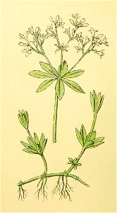 Plantenschat1898 70 30 Lieve-vrouwe bedstroo.—Asperula odorata. Free illustration for personal and commercial use.