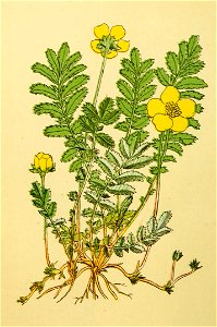 Plantenschat1898 98 44 Zilverschoon.—Potentilla anserina