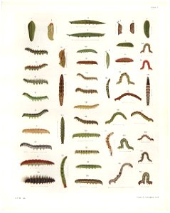 Plate I The butterflies & moths of NZ
