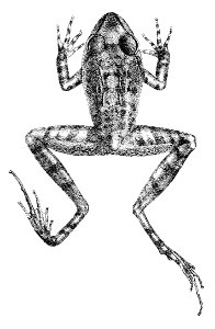 Platymantis dorsalis