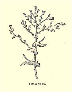 Plantes usuelles-Ysabeau-1878-Laitue vireuse