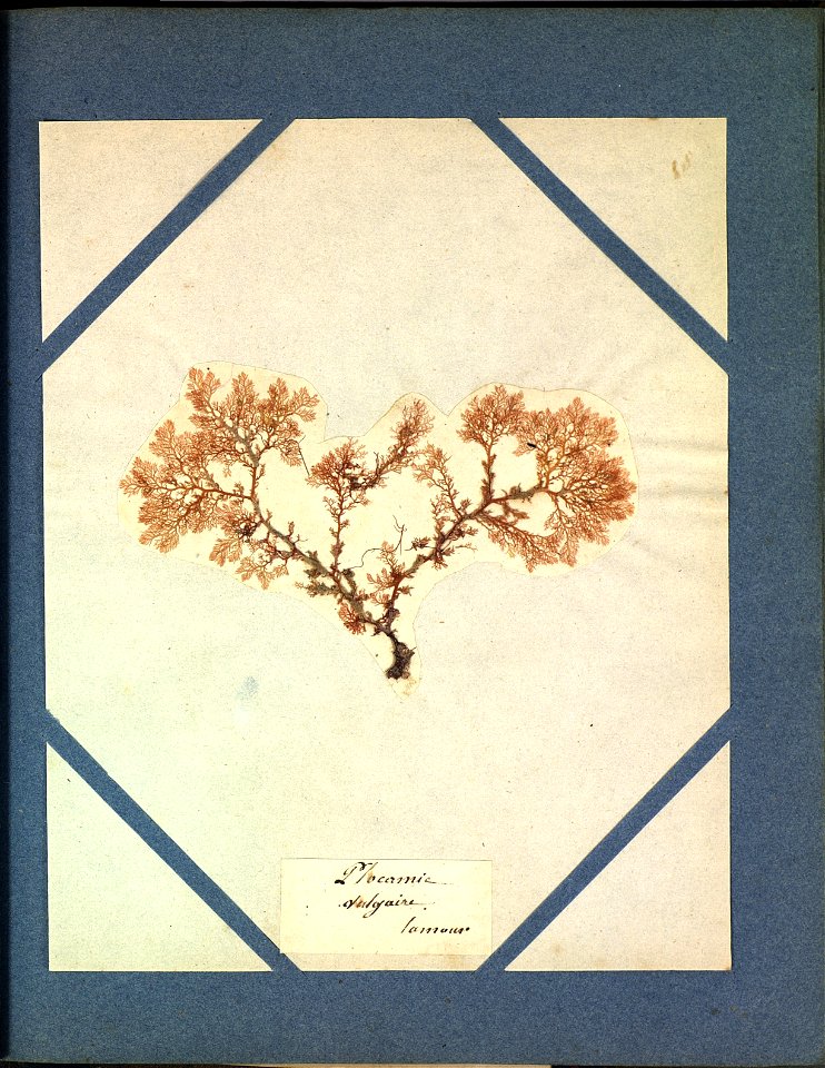 Plocamium cartilagineum