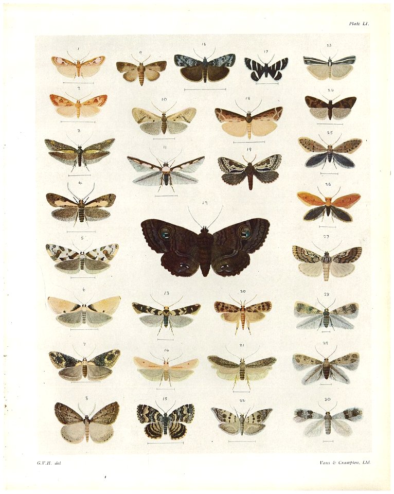 Plate LI The butterflies & moths of New Zealand