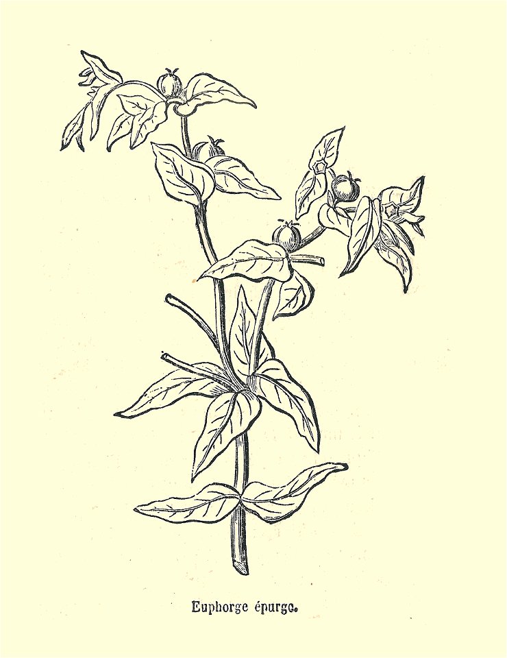 Plantes usuelles-Ysabeau-1878-Euphorbe épurge