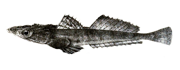 Platycephalus macracanthus Ford 59