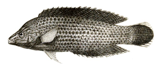 Platyglossus marginatus var Mintern 84