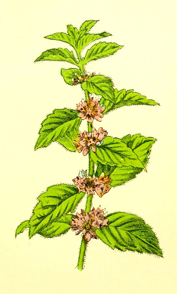 Plantenschat1898 269 129 Akkermunt.—Mentha arvensis