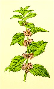 Plantenschat1898 269 129 Akkermunt.—Mentha arvensis