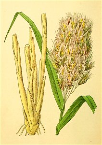 Plantenschat1898 324 158 Riet.—Phragmites communis