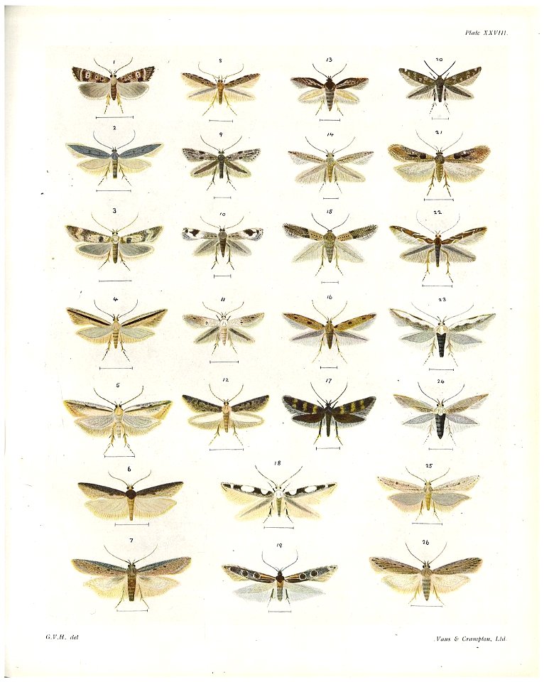 Plate XXVIII The butterflies & moths of New Zealand