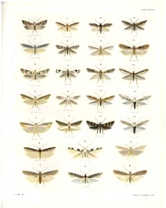 Plate XXVIII The butterflies & moths of New Zealand