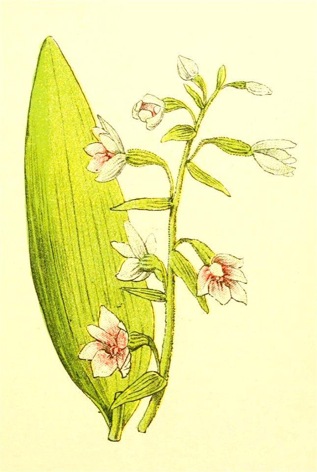 Plantenschat1898 185 87 Breedbladige epipactis.—Epipactis latifolia