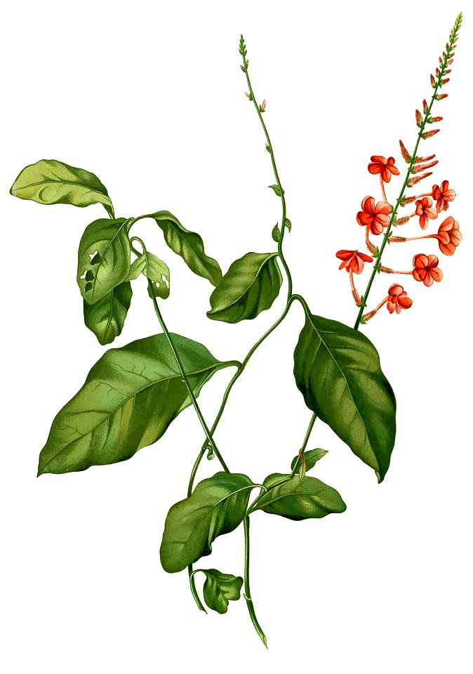 Plumbago coccinea Blanco2.298-cropped