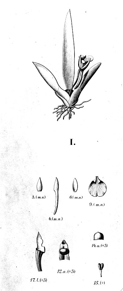 Plectrophora cultrifolia - cutout from Fl.Br.3-6-35