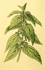 Plantenschat1898 312 152 Groote brandnetel.—Urtica dioica