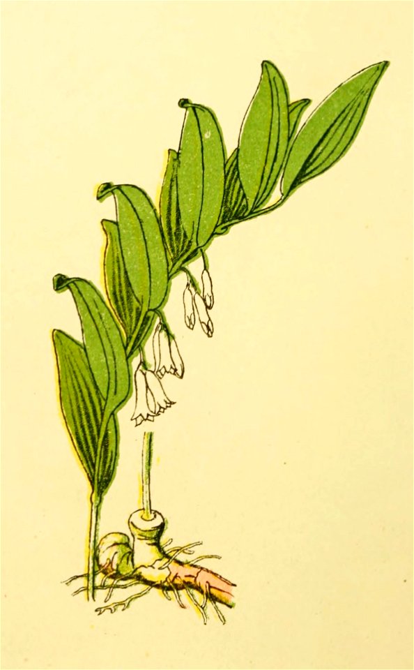 Plantenschat1898 50 20 Veelbloemig salomonszegel.—Polygonatum multiflorum