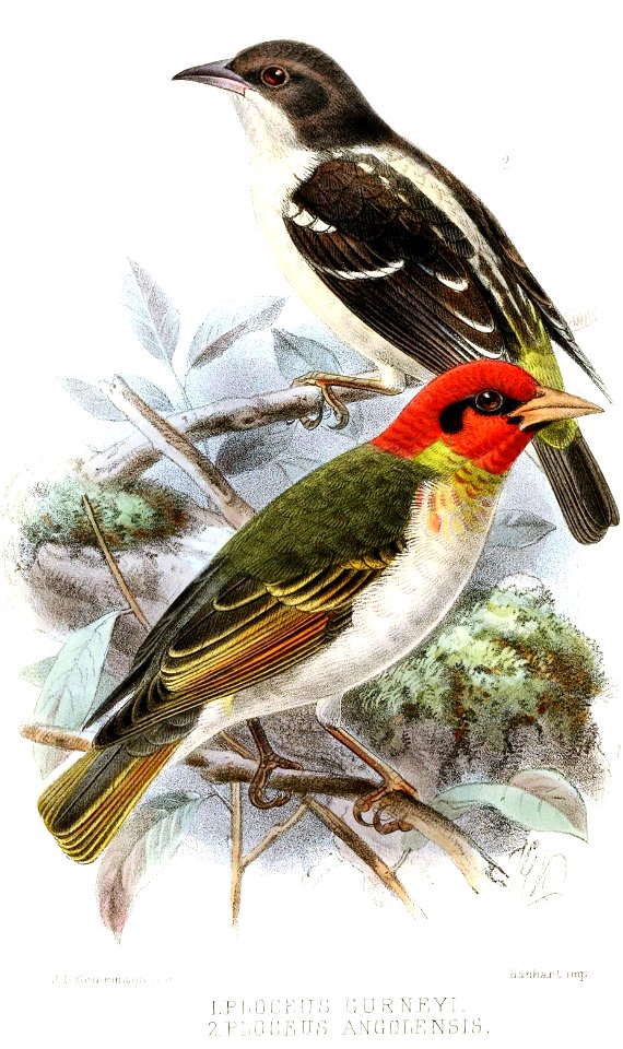 PloceusKeulemans