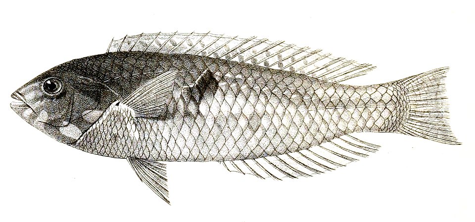 Platyglossus bimaculatus Day 85
