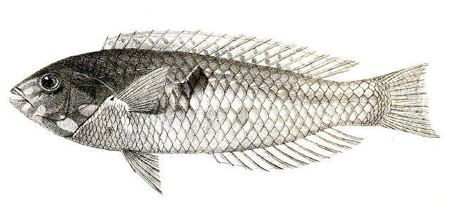 Platyglossus bimaculatus Day 85