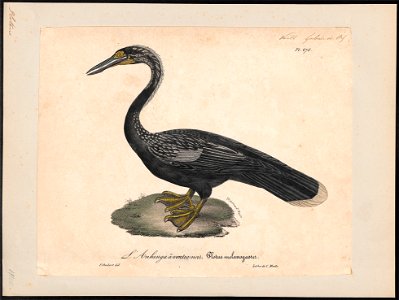 Plotus melanogaster - 1825-1834 - Print - Iconographia Zoologica - Special Collections University of Amsterdam - UBA01 IZ18000029