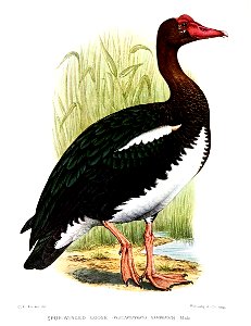 PlectropterusGambensisM1Davies