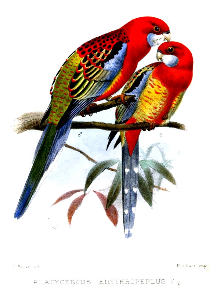 PlatycercusErythropeplusSmit