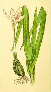 Plantenschat1898 328 160 Herfst-tijloos.—Colchicum autumnale