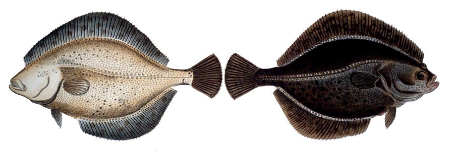 Platichthys flesus1