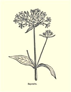 Plantes usuelles-Ysabeau-1878-saponaire
