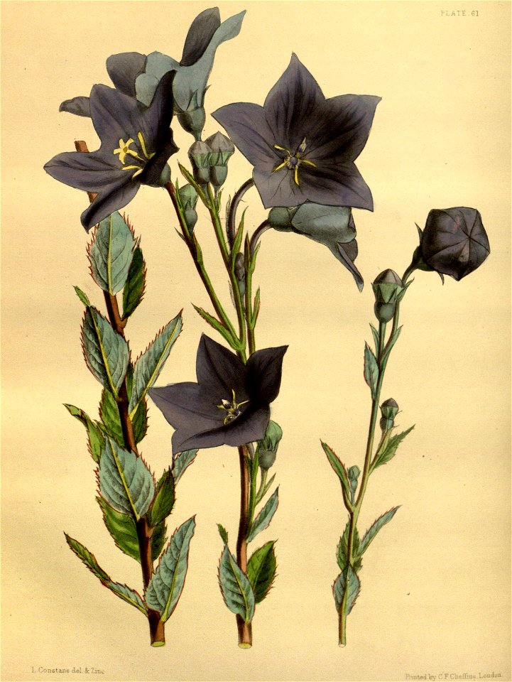 Platycodon grandiflorus Plaxton 061