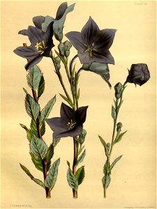 Platycodon grandiflorus Plaxton 061