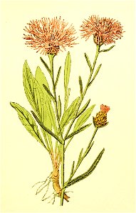 Plantenschat1898 265 127 Wambuisknoopen.—Centaurea jacea