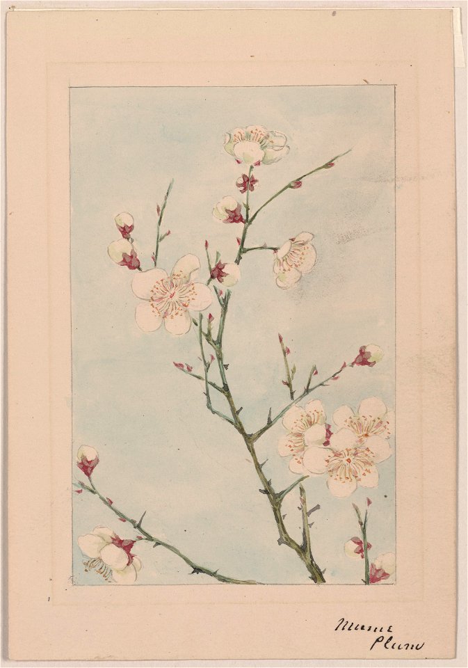 Plum branches with blossoms LCCN2009630068