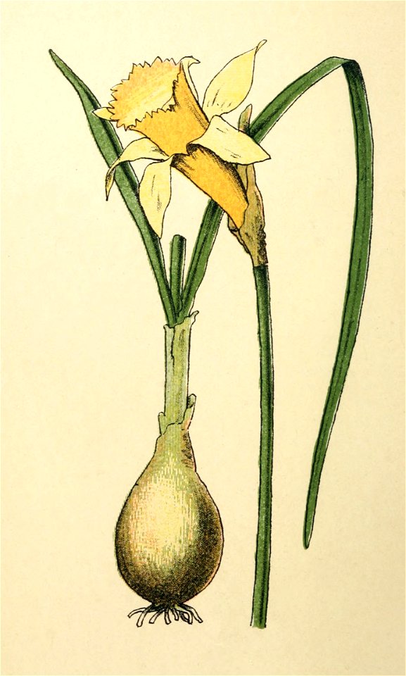 Plantenschat1898-014-2-Gele narcis-Narcissus pseudonarcissus