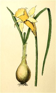 Plantenschat1898-014-2-Gele narcis-Narcissus pseudonarcissus