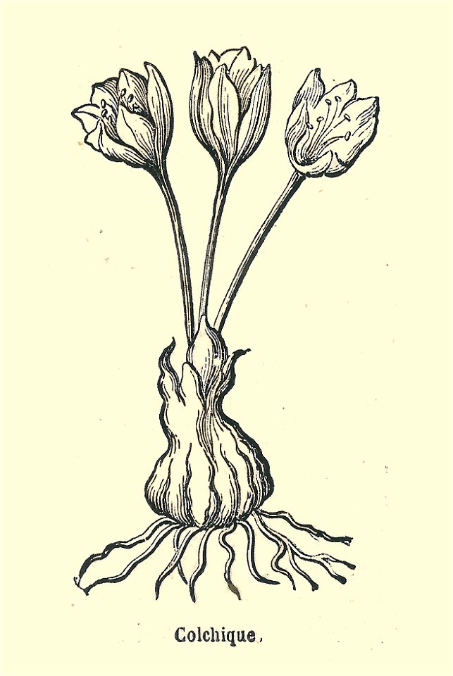 Plantes usuelles-Ysabeau-1878-Colchique