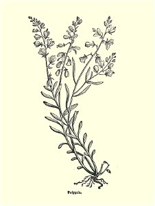 Plantes usuelles-Ysabeau-1878-polygala