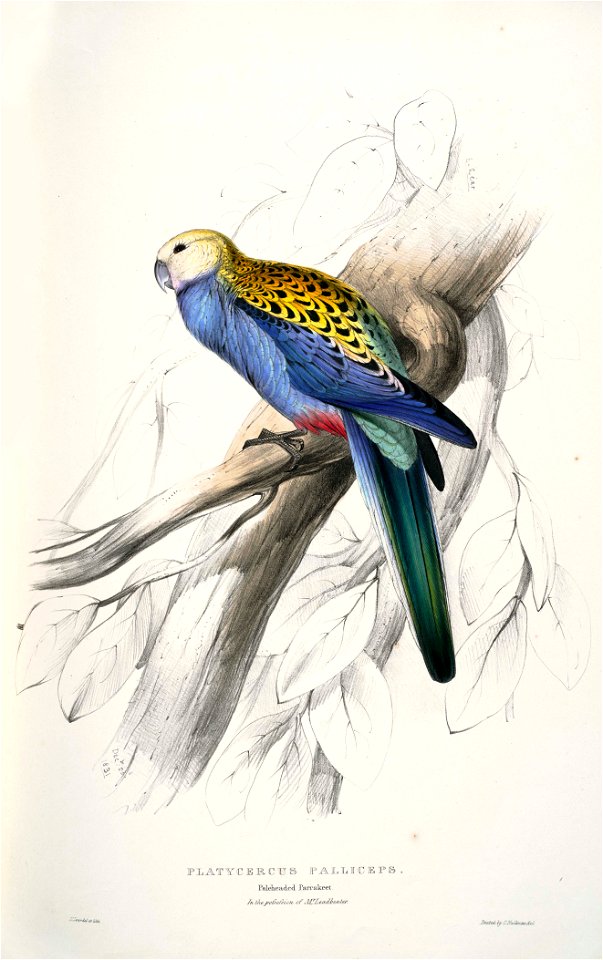 Platycercus adscitus -Platycercus palliceps. Paleheaded Parrakeet -by Edward Lear 1812-1888