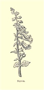 Plantes usuelles-Ysabeau-1878-digitale