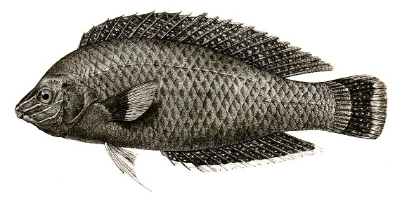 Platyglossus marginatus Mintern 84