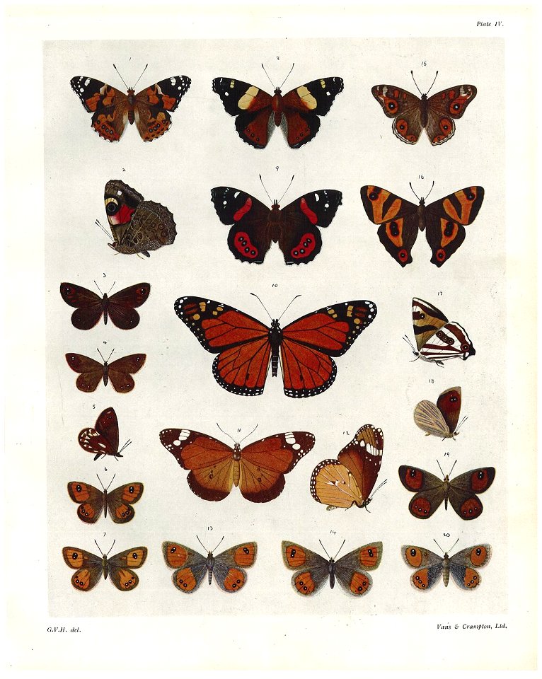 Plate IV The butterlies & moths of NZ
