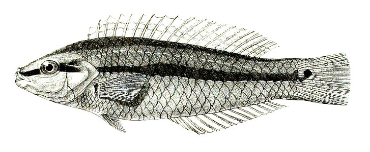 Platyglossus hyrtlii Mintern 88