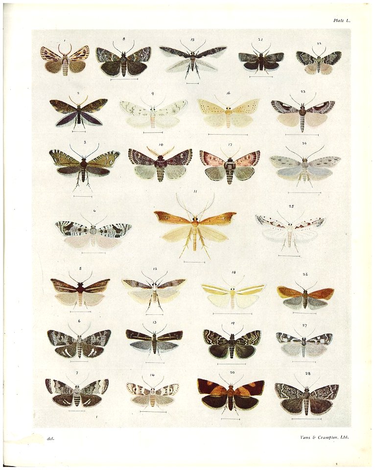 Plate L The butterflies & moths of New Zealand