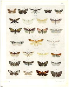 Plate L The butterflies & moths of New Zealand